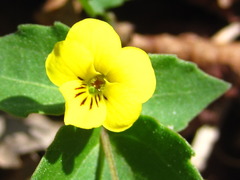 Viola orientalis