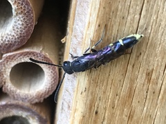 Monosapyga clavicornis