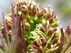 Fraxinus sieboldiana