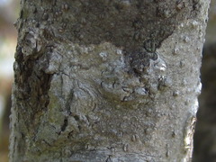 Fraxinus sieboldiana