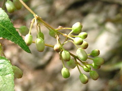 Staphylea bumalda