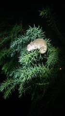 Bradypodion thamnobates