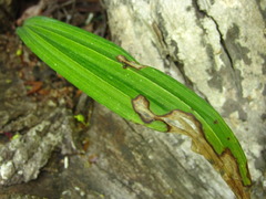 Oreorchis patens