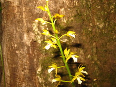 Oreorchis patens