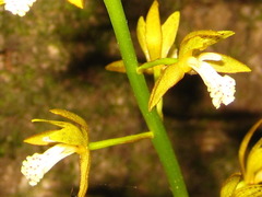 Oreorchis patens