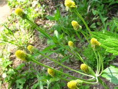 Tephroseris kirilowii