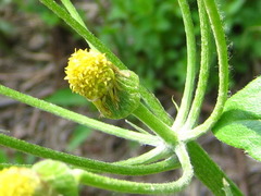 Tephroseris kirilowii