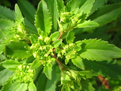 Phedimus kamtschaticus