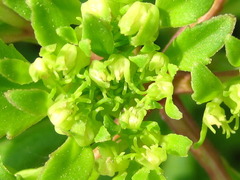 Phedimus kamtschaticus