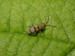 Entomobrya triangularis