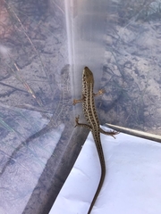 Trachylepis capensis