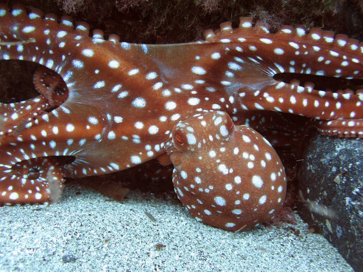 Photo of White-spotted octopus (Octopus macropus)