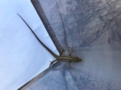 Trachylepis capensis