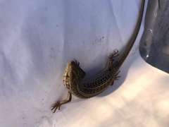 Trachylepis capensis