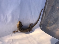 Trachylepis capensis