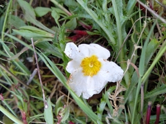 Cistus salviifolius