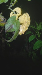 Bradypodion thamnobates