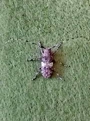 Mesosa nebulosa