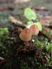 Mycena parsonsii