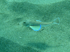 Chelidonichthys lucerna