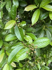 Tetracera