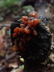 Tremella vesiculosa