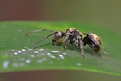 Polyrhachis vigilans