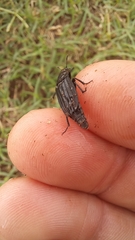 Thanatophilus capensis