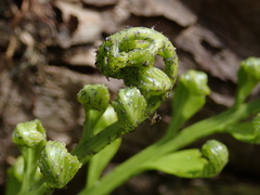 Asplenium scleroprium