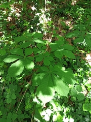 Aesculus hippocastanum