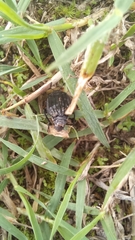 Thanatophilus capensis