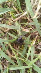 Thanatophilus capensis