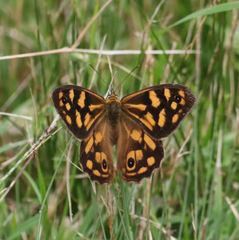 Heteronympha paradelpha