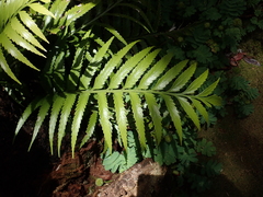 Asplenium scleroprium