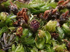 Hymenophyllum minimum