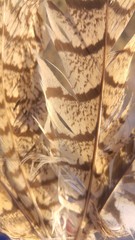 Caprimulgus aegyptius