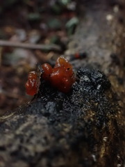 Tremella vesiculosa