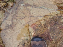 Afrolittorina acutispira