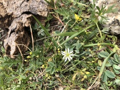 Stellaria depressa