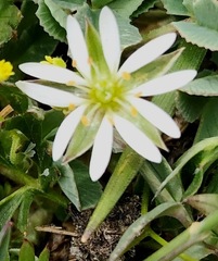 Stellaria depressa