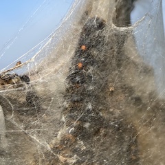 Euproctis chrysorrhoea