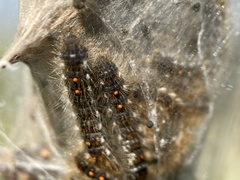 Euproctis chrysorrhoea