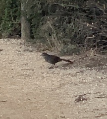 Dasyornis broadbenti