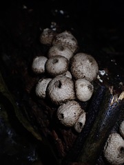 Lycoperdon compactum