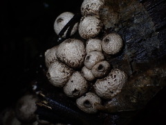 Lycoperdon compactum