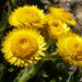 Helichrysum tenax - Photo 由 lougarou 所上傳的 (c) lougarou，保留部份權利CC BY-NC