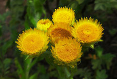 Helichrysum tenax
