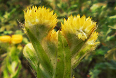 Helichrysum tenax
