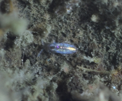 Lepidocyrtinae