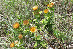 Helichrysum transmontanum